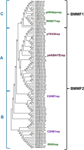Figure 1. Molecular phylogenetic analysis of the overlapping region of all Rep proteins of both BMMF1 and BMMF2. The evolutionary history was inferred by using the Maximum Likelihood method and JTT matrix-based model [Citation28]. The bootstrap consensus tree inferred from 500 replicates [Citation29] is taken to represent the evolutionary history of the taxa analysed [Citation29]. Branches corresponding to partitions reproduced in less than 50% bootstrap replicates are collapsed. The percentage of replicate trees in which the associated taxa clustered together in the bootstrap test (500 replicates) are shown next to the branches [Citation29]. Initial tree(s) for the heuristic search were obtained by applying the Neighbour-Joining method to a matrix of pairwise distances estimated using a JTT model. This analysis involved 104 amino acid sequences. There were a total of 319 positions in the final dataset. Evolutionary analyses were conducted in MEGA X [Citation26].
