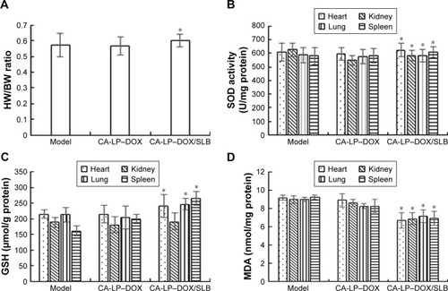 Figure 8 The levels of HW/BW ratio (A), SOD (B), GSH (C), and MDA (D) after oral administration with DOX formulations in HepG2-bearing nude mice (n=5, mean ± SD, *P<0.05, compared with CA-LP–DOX.).Abbreviations: CA-LP, DSPE-PEG-cholic acid-modified liposomes; DOX, doxorubicin; GSH-Px, glutathione peroxidase; HW/BW, heart weight/body weight; MDA, malonaldehyde; SLB, silybin; SOD, superoxide dismutase.