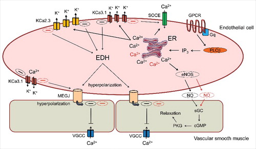 Figure 2. Cartoon depicting nitric oxide (NO) and hyperpolarization-dependent mechanisms contributing to agonist-induced vasodilation in resistance arteries. Stimulation of endothelial GPCR/Gαq complexes by Ca2+-mobilizing vasodilatory agonist promotes activation of PLC-β, the generation of IP3 via phosphatidyl inositol 4,5-bisphosphate (PIP2) hydrolysis and the opening IP3 receptors/Ca2+ release channels on the endoplasmic reticulum (ER). ER Ca2+ release is sensed by STIM1, an EF-hand protein localized in the ER membrane that migrates and couples with the Ca2+ influx channel Orai1, leading to Store-Operated Ca2+Entry (SOCE). The elevation of cytosolic Ca2+ by combined ER release and SOCE regulates the activity of endothelial NO synthase and Ca2+-activated K+ channels (KCa2.3 and KCa3.1); the latter effectors initiate endothelial-derived hyperpolarization (EDH) that can increase the electrical driving force for Ca2+ entry in endothelium and also transfer to the adjacent smooth muscle via myo-endothelial gap junctions (MEGJ) to reduce voltage-gated Ca2+ channel activity. The presence of SKA-31 or similar KCa channel positive modulators can pharmacologically “sensitize” KCa2.3 and KCa3.1 channel activation, thereby augmenting cell signaling mechanisms influenced by these channels. Key pathways that may be enhanced following KCa channel sensitization (i.e. generation and transfer of hyperpolarizing current, de novo NO generation) are highlighted with red shading.