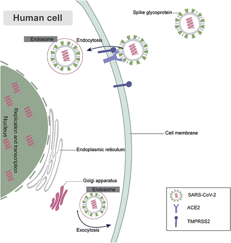 Figure 3 The effect of COVID-19 on the human cell.