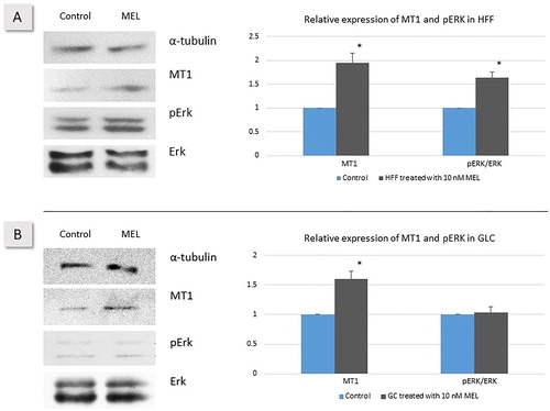 Figure 3. Expression of MT1, pERK1 and ERK1 in HFF (A) and GLC (B). Cells were treated with 10 nmol/L MEL for 24 h and compared to vehicle controls. Representative Western blots and corresponding relative protein expression calculations were performed as described above. *Statistically significant differences versus control (p ≤ .05).