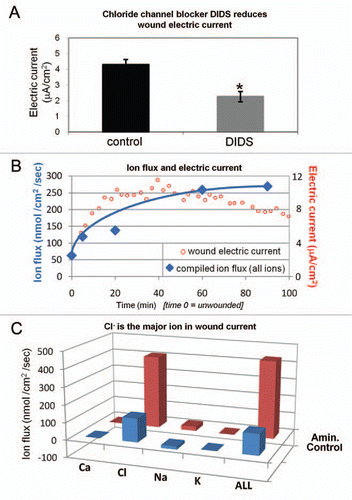 Figure 2 Relative contributions of ions to wound current. (A) Chloride channel blocker DIDS significantly reduces cornea wound electric current (*p < 0.03). (B) Overlaying wound electric current data (red) with compiled ion flux data (flux of all ions combined; blue) shows that electric current increase after wounding is due to an increasing ion flux (mainly chloride). Wound electric current data from Reid et al.Citation3 (C) Chloride is the major ion contributing to the normal (“Control”; blue) wound current. Enhancement of wound current by aminophylline (“Amin.”; red) is mostly due to stimulation of chloride flux, but also partly by reversal of sodium flux (inward to outward).