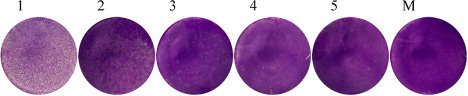 Figure 4. Virus titre and representative focus (or plaque) morphology of the supernatant fluid of the fifth passage on BHK-21 cells. 1, 2, 3, 4 and 5: cell monolayers were infected with the 10-fold dilution from 1 × 10−1 to 1 × 10−5; M: BHK-21 cell monolayers were mock infected (uninfected control). All wells of 6-well plate were infected with 1ml inoculated fluid.