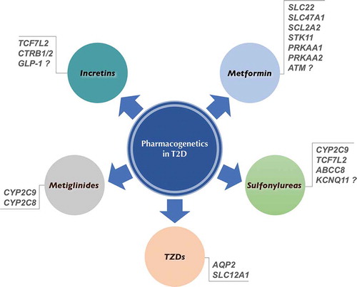 Figure 1. Gene polymorphisms that may influence therapeutic management of diabetic patients undergoing anti-hyperglycemic agent treatment.