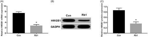 Figure 3. Effect of ginsenoside Rb1 on the expression of HMGB1 in human uterine fibroid cells. (A) Effect of ginsenoside Rb1 on HMGB1 mRNA expression in human uterine fibroids; (B, C) effect of ginsenoside Rb1 on HMGB1 protein expression in human uterine fibroids. *p < .05.