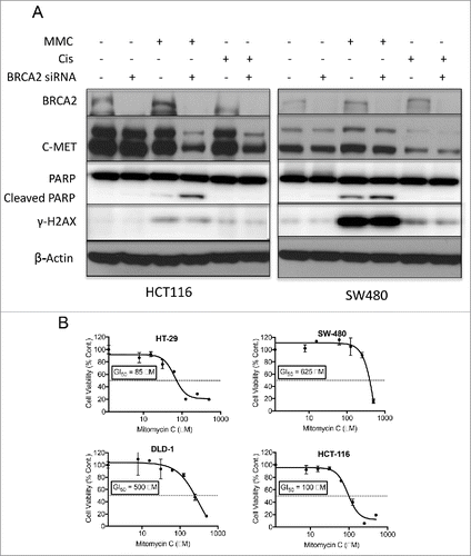 Figure 3. BRCA2-knockdown showed no effect on c-MET expression but sensitized CRC cell lines to MMC. (A) Western blot analysis of HCT116 and SW480 CRC cell lines treated +/− MMC (5 μg/ml) or cisplatin (5 μM) for 24 hr following BRCA2 siRNA-mediated knockdown (KD). (B) MMC dose response curves of CRC cell lines measured by CTG cell viability assay. GI50 values (μM) were determined as 50% growth inhibition compared with untreated control.