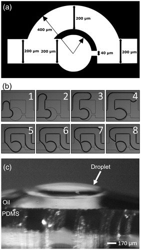 Figure 1. (a) Schematic diagram of a single microwell used to produce water droplets in the “store and create” microfluidic device. The main channel of the device is 200 µm in width and is connected to a 300 µm diameter microwell. At the opposite end of the microwell is a 40 µm orifice that acts as a capillary valve. The uniform depth of the channel is ≈90 µm. (b) A time sequence of images demonstrating the “store and create” process in a single microwell. The top row shows the filling of the microfluidic device with water. The bottom row shows the displacement of water by a flow of squalene oil. The final image at the lower right shows the microwell containing a single isolated water droplet. (c) A side view of a water droplet above a squalene-coated treated PDMS surface to verify the PDMS surface hydrophobicity. The oil preferentially coats the PDMS surface and separates the water droplet and PDMS interfaces, so they are not in contact. A thinner micron sized lubrication oil layer prevents droplet–PDMS interactions in the microfluidic device.