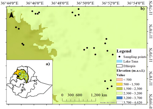Figure 1. Map of the study area in Fagita-Lekoma district, Amhara region, Ethiopia (a), and the point indicate the distribution of sampling points in each stand age with six replications for biomass estimation (b).