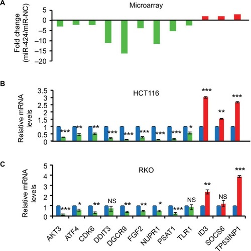 Figure 5 Experimental validation of microarray data in CRC cell lines.Notes: (A) Distribution of gene expression levels of 12 selected genes from the 499 altered genes, measured by microarray with fold change. (B, C) SYBR RT-qPCR validation of the 12 genes in both HCT116 (B) and RKO (C) cells with or without miR-424 expression at 48 hours post-transfection. The relative mRNA levels are presented as the fold change compared to miR-NC control group. Data are shown as the mean ± SD of three independent experiments. *P<0.05; **P<0.01; ***P<0.001.Abbreviations: CRC, colorectal cancer; miR-NC, negative control miRNA; NS, not significant; RT-qPCR, real-time quantitative reverse transcriptase-PCR.