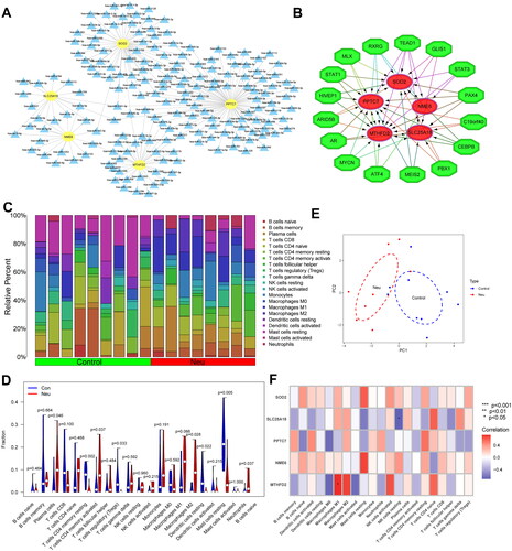 Figure 6. Regulatory network of signature MitoDEGs and the immune microenvironment in neutrophilic asthma. (A) Regulatory network of signature MitoDEGs and miRNAs (yellow refers to key MitoDEGs, blue stands for predicted miRNAs); (B) Regulatory network between signature MitoDEGs and TFs (red refers to signature MitoDEGs and green represents TFs); (C) Histogram of immune cell correlation; (D) Violin plot of immune cell infiltration; (E) PCA diagram of immune cells; (F) Heatmap of correlation between key MitoDEGs and immune cells.