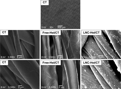 Figure 6 Scanning electron micrographs of nanoencapsulated Hst (LNC-Hst) and hydroalcoholic solution (free-Hst) impregnated in CT fiber at different magnifications.Abbreviations: CT, cotton; Hst, hesperetin; LNC, lipid-core nanocapsule.