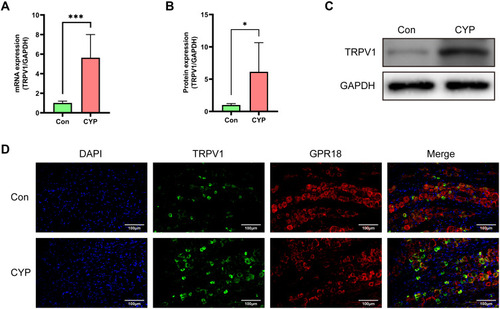 Figure 5 The expression of TRPV1 was increased in the CYP group, and TRPV1 colocalized with GPR18 in the L6-S1 DRGs 24 h after intraperitoneal injection of saline or CYP. (A) Analysis of the mRNA expression of TRPV1 in the bladders (n=6). (B and C) Analysis of the protein expression of TRPV1 and representative Western blotting image of TRPV1 in the bladders (n=6). (D) The colocalization of TRPV1 and GPR18 in the L6-S1 DRGs. Student’s t-test was used for statistical analysis. *P<0.05; ***P<0.001.