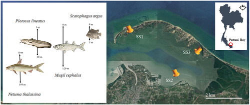 Figure 1. Four coastal fish species (S. argus, N. thalassina, P. lineatus and M. cephalus) with depth range and sampling sites form Pattani Bay, Gulf of Thailand (according to www.maps.google.com).