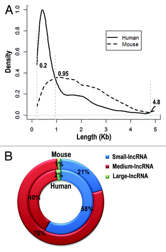 Figure 3. Length distribution of lncRNAs in human and mouse. LncRNAs are divided into three groups based on their length distribution: small-lncRNA (200~950 nt), medium-lncRNA (950~4,800 nt) and large-lncRNA (4,800 nt~). Density distributions of lncRNA length are shown in (A) and percentages of three lncRNA groups are depicted in (B).