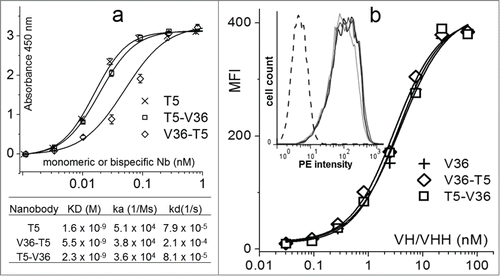 Figure 5. Comparison of the reactivity of the monomeric and bispecific nanobodies. (a) Analysis of the nanobody reactivity against TetC by ELISA and bio-layer interferometry. (b) Flow cytometry mean fluorescent intensity (MFI) of the J774.A1 cell line stained with the biotinylated monomeric or bispecific nanobodies and streptavidin phycoerythrin. The insert shows the histogram for the 1 nM concentration of V36 (black), V36-T5 (dark gray), T5–V36 (light gray), and TC9 (negative control, dashed line). The error bars represent the SD of mean value.