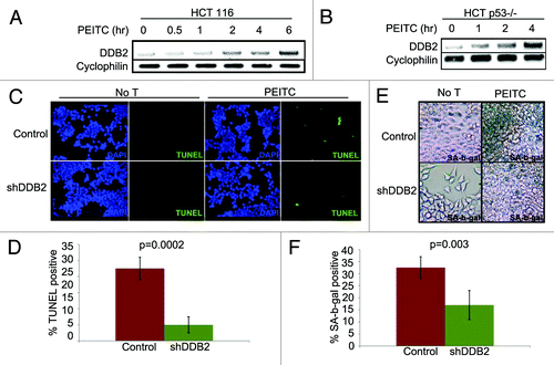 Figure 2. PEITC induces expression of DDB2-independent of p53. (A) HCT116 cells were treated with PEITC for indicated time point. Total RNA was analyzed by semi-quantitative PCR for the level of DDB2. Cyclophlin was used as a loading control. (B) HCT116 p53−/− cells were treated with PEITC for indicated time points. Total RNA was analyzed by semi-quantitative PCR for the level of DDB2. Cyclophlin was used as a loading control. (C) HCT116 cells expressing control shRNA or DDB2 shRNA were treated with PEITC for 12 h. Next day, cells were analyzed for apoptosis by TUNEL assay. Representative images of HCT116 cells expressing control shRNA or DDB2 shRNA stained for TUNEL assay after PEITC treatment. (D) TUNEL positive cells were counted from at least 10 fields of triplicate plates. A quantification of TUNEL positive HCT116 cells after PEITC treatment is shown. (E) HCT116 cells expressing control shRNA or DDB2 shRNA were treated with PEITC for 4 h. After 48 h, cells were analyzed for SA β gal activity. Representative images of HCT116 cell expressing control shRNA or DDB2 shRNA stained for SA β gal after PEITC treatment. (F) SA β gal positive cells were counted from at least 10 fields of triplicate plates. A quantification of SA β gal positive HCT116 cells after PEITC treatment is shown.