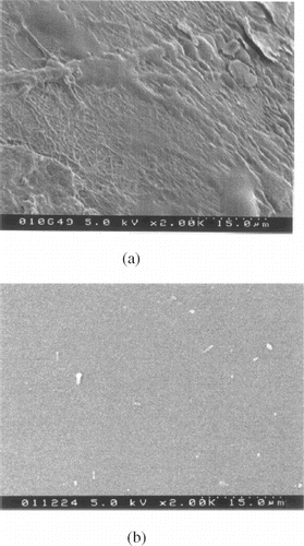 Figure 3. SEM micrographs of the MPC-BA coated (a) and noncoated (b) PU tubing after insertion in rat blood in vivo for 2 h.