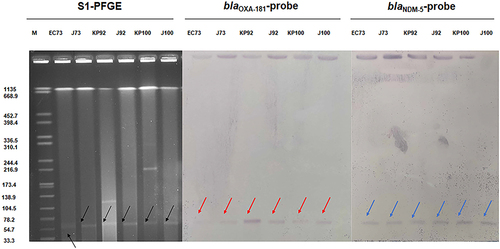 Figure 1 S1-PFGE profiles and Southern blotting results. From left to right: S1-PFGE profiles; Southern blotting results: The red arrow indicates the hybridization and localization of the plasmid carrying the blaOXA-181 gene. Southern blotting results: The blue arrow indicates the hybridization and localization of the plasmid carrying the blaNDM-5 gene.