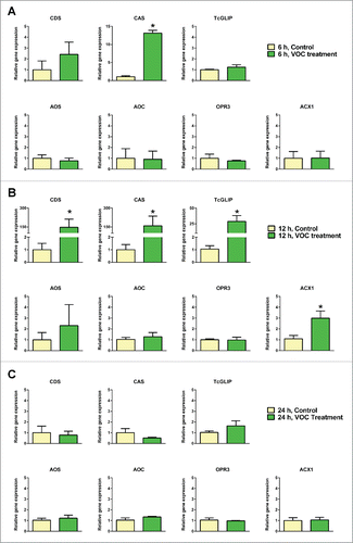 Figure 2. Gene expressions relevant to pyrethrin biosynthesis in response to wound-induced volatile organic compounds blend treatment for 6 (A), 12 (B) and 24 h (C) in intact Tanacetum cinerariifolium leaves. Each bar graph represents mean ± standard error of the mean (n = 3). The difference was analyzed by t-test after conversion of the relative gene expression data using the logarithm function (*, p < 0.05).