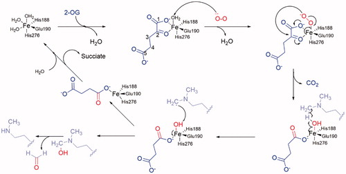 Figure 4. Mechanism of demethylation. 2-OG shows in blue; O2 shows in red; substrate lysine side chain shows in pink.