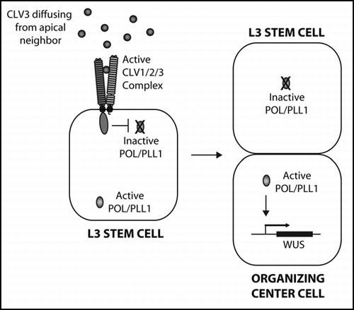 Figure 1 (At left) A model for CLV pathway signaling at the shoot meristem. Apically-generated CLV3 signal primarily activates CLV1 on the apical face of L3 stem cells within the shoot meristem. CLV1 in turn negatively regulates POL/PLL1 primarily on the apical portion of the cell. Upon periclinal division, the asymmetric distribution of POL/PLL1 drives apical/basal fates, including the activation of WUS in the basal daughter.
