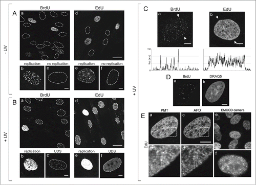 Figure 1. Patterns of DNA replication and UDS revealed by incorporation of BrdU or EdU, and various modes of fluorescence detection. (A) Images of BrdU (a) or EdU (d) incorporated into DNA of replicating cells in asynchronous cell cultures, under standard conditions, prior to exposure to UVC. Contours of nuclei of non-replicating cells, based on transmitted light images (not shown), are marked with dotted lines. Panels below show magnified images of replicating and non-replicating nuclei, with incorporated BrdU (b, c) or EdU (e, f), showing typical replication patterns (b, e) and the absence of fluorescence signals in non-replicating cells (c, f). No EdU or BrdU signals were detected in non-replicating cells at low or high instrumental gain (data not shown). Scale bar 20 μm (a,d) and 5 μm (b,c,e,f). (B) Images showing BrdU (a) or EdU (d) in cells, recorded 2 h after exposure to UVC. The gain of the fluorescence detector (PMT) was set higher than in images in panel A, therefore the signals of replicating cells are oversaturated (b,e). Non-replicating cells show UDS signals of the incorporated BrdU or EdU (c,f). Non-replicating cells that do not activate UDS are also occasionally detected. Scale bar 20 μm (a,d) and 5 μm (b,c,e,f). (C) High magnification images showing BrdU (a) or EdU (b) incorporated in a process of UDS (UVC dose 10 J/m2), and demonstrating an apparent difference between the patterns revealed by incorporation of BrdU and EdU. Fluorescence profiles plotted along the lines marked with arrowheads are shown below each image. Scale bar 5 μm. (D) A pattern of UDS revealed by BrdU (a), distribution of dsDNA stained with DRAQ5 (b), and UDS against the background of dsDNA (c). Scale bar 5 μm. E. Patterns of UDS revealed by the incorporated EdU, detected by a standard photomultiplier in a confocal microscope (a,b), an avalanche photodiode (c,d), and a sensitive EMCCD camera in a widefield fluorescence microscope (e,f). Scale bar 10 μm.