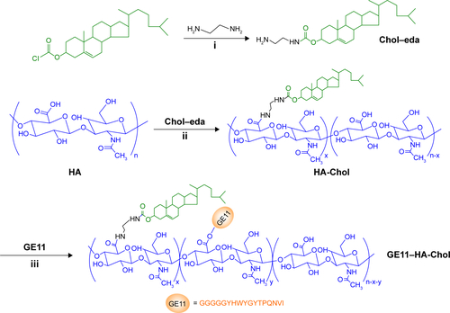 Figure S2 Synthesis procedures of GE11–HA-Chol.Notes: (i) TEA/DCM, (ii) EDC/HOBT, (iii) EDC/sulfo-NHS.Abbreviations: Chol–eda, cholesteryl–ethylenediamine; DCM, dichloromethane; EDC, 1-ethyl-3 (3-dimethylaminopropyl) carbodiimide hydro chloride; HOBT, 1-hydroxybenzotriazole monohydrate; sulfo-NHS, N-hydroxysulfosuccinimide; TEA, triethylamine; HA, hyaluronic acid; HA-Chol7, reduction-nonresponsive hyaluronic acid derivatives grafted with hydrophobic cholesteryl moiety with feed ratio of hydrophobic cholestryl equalling to 0.07; GE11–HA-Chol7, GE11 peptide conjugated HA-Chol7.
