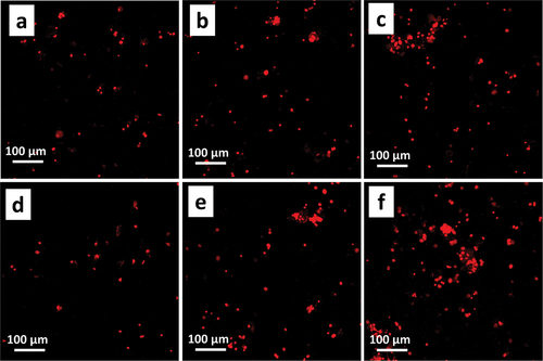 Figure 10. Cell uptake fluorescent microscopy study of RBITC-labelled NP (a, c, e) and ANG-NP (b, d, f) at different time intervals. A & b 30 min, c & d 60 min, e & f 120 min. Red: RBITC; scale bar = 100 µm.