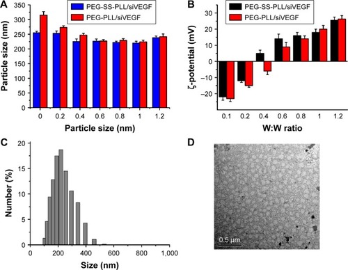 Figure 3 Particle size (A), ζ-potential (B), size distribution (C), and representative TEM image (D) of PEG-PLL/siVEGF and PEG-SS-PLL/siVEGF complexes.Abbreviations: TEM, transmission electron microscopy; PEG-SS-PLL, polyethylene glycol–poly(ε-benzyloxycarbonyl-l-lysine); siVEGF, small interfering VEGF RNA.