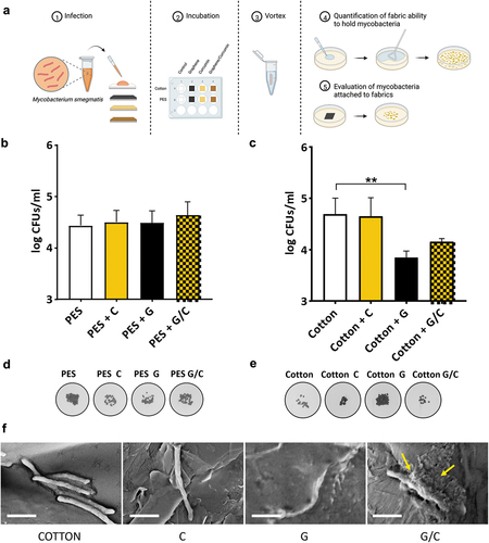 Figure 2. (a) Schematic representation of the experimental setting performed to test anti-mycobacterial activity of functionalized fabrics using Mycobacterium smegmatis (Ms). 0.1 ml of a solution containing ≈ 105 CFU/ml of Ms were directly placed on the surface of each textile (1 × 1 cm2) in separate wells of a sterile plate. After 4 h of incubation, textiles were transferred in a new tube containing 1 ml of sterile PBS. Tubes containing textiles were vigorously vortexed and serial dilutions of supernatants were plated on 7H11 solid medium to determinate colony forming units (CFUs) per mL and reported in (b) for PES and (c) for cotton. Furthermore, after vortexing, each fabric was placed on 7H11 solid medium with the infected functionalized side facing towards the plate. One hour post incubation at 37°C, textiles were removed from the medium and petri dishes were incubated at standard atmosphere conditions, results are in (d) for PES and (e) for cotton. (f) Representative SEM images of Ms on cotton fabric with different coatings have been acquired using SEM SUPRA 25 (ZEISS) after dehydration and sputter coating. Scale bar is 2 μm; yellow arrows indicate membrane damages. All experiments were analysed by using one-way ANOVA comparison tests followed by Tukey’s correction.