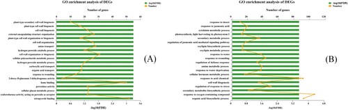 Figure 3. The GO enrichment of DEGs in two sugarcane varieties GT11 (a) and B8 (b). The ordinate represents the GO term; the upper abscissa reflects the number of unigenes of the GO term on the comparison, which corresponds to different points on the polyline; the lower abscissa indicates the significance level of enrichment, which correlates to the column height. For FDR, the higher the -log10 (FDR) value, the more significantly enriched the GO term (p-value <.5) among them. This figure shows the enrichment result of the top 20.