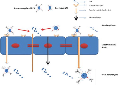 Figure 8.  Possible mechanisms to explain targeting efficacy of antibody-coated pegylated nanoparticles.