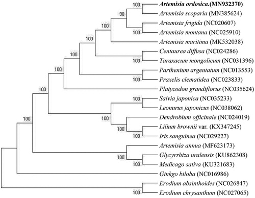 Figure 1. Phylogenetic tree constructed based on 21 species of chloroplast genome sequences. Accession numbers:Artemisia scoparia (MN385624); Artemisia frigida (NC020607); Artemisia montana (NC025910); Artemisia maritima (MK532038); Centaurea diffusa (NC024286); Taraxacum mongolicum (NC031396); Parthenium argentatum (NC013553); Praxelis clematidea (NC023833);Platycodon grandiflorus (NC035624); Salvia japonica (NC035233); Leonurus japonicas (NC038062); Dendrobium officinale (NC024019); Lilium brownii var. (KX347245);Iris sanguinea (NC029227);Artemisia annua (MF623173); Glycyrrhiza uralensis (KU862308); Medicago sativa (KU321683); Ginkgo biloba (NC016986); Erodium absinthoides (NC026847); Erodium chrysanthum (NC027065); Artemisia ordosica (MN932370).