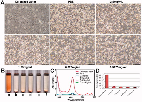 Figure 6. In vitro hemolysis analysis of the PELI NPs with different concentrations. (A) Morphological changes of erythrocytes in different groups after 4 h co-incubation (Scale bar: 50 µm). (B) The representative images of different groups (a: deionized water; b: PBS; c–f: the PELI NPs with concentration of 2.5 mg/mL,1.25 mg/mL, 0.625 mg/mL, 0.3125 mg/mL, respectively). (C) UV absorbance curves of hemoglobin in the different groups. (D) Hemolysis rate in each group.