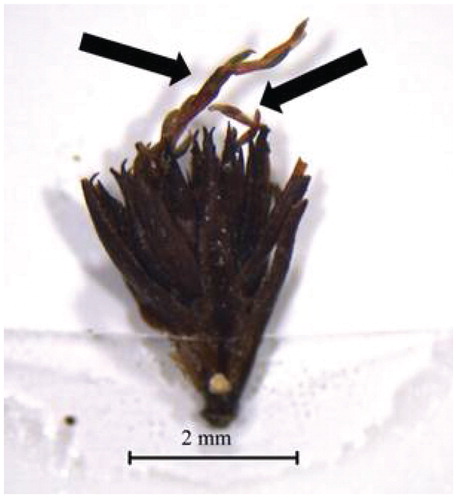 FIGURE 11. Fragment of the cushion species Colobanthus canaliculatus, collected in a trap in the lee of the snow fence. It subsequently sprouted (arrows), as shown, when moistened in a petri dish.
