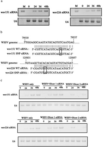 Figure 2. Influence of viral synonymous SNPs on host siRNA pathway. (a) The detection of siRNA in WSSV-infected shrimp. Shrimp were infected with WSSV. At different times post-infection, wsv151 siRNA and wsv226 siRNA were detected using hemocytes of WSSV-infected shrimp by Northern blotting. U6 was used as a control. M, the synthesized wsv151 siRNA or wsv226 siRNA. (b) Sequencing of wsv151 siRNA and wsv226 siRNA. The siRNAs were cloned from WSSV-infected shrimp. The box showed the mutated base. (c) Requirement of shrimp Dicer 2 for the generation of siRNA. Shrimp were co-injected with Dicer 1-siRNA or Dicer 2-siRNA and WSSV. At different time after injection, the wsv151 siRNA and wsv226 siRNA were examined with Northern blot. U6 was used as a control. (d) The influence of synonymous SNP of wsv226 mRNA on shrimp siRNA pathway. The wild-type siRNA (WT siRNA) or SNP siRNA and wild-type mRNA (WT mRNA) or SNP mRNA were incubated with the isolated shrimp Ago2 complex. At different times after incubation, the mRNA was separated by agarose gel electrophoresis. Wsv226 mRNA alone was used as a control. (e) The role of synonymous SNP of wsv151 mRNA in shrimp siRNA pathway. The WT siRNA or SNP siRNA, WT mRNA or SNP mRNA and the isolated shrimp Ago2 complex were incubated for different time. The mRNA cleavage was examined using agarose gel electrophoresis. Wsv151 mRNA alone was used as a control. (f) The sequence analysis of wild-type and SNP mRNA and siRNA of wsv151. Boxes indicated the SNPs. The seed region and extended 3’ sup (supplementary) region of siRNA were underlined with solid and dashed lines, respectively. (g) The sequence analysis of wild-type and SNP mRNA and siRNA of wsv226. (h) The impact of synonymous SNPs on RNAi in the presence of SNP mRNA, SNP siRNA, WT mRNA and WT siRNA. SNP mRNA, SNP siRNA, wild-type (WT) mRNA and WT siRNA were mixed and then incubated with the isolated shrimp Ago2 complex. At different times after incubation, the mRNA was separated by agarose gel electrophoresis. As controls, WT siRNA+WT mRNA, SNP siRNA+SNP mRNA and mRNA alone were included in the assays. The numbers represented the incubation time (min).