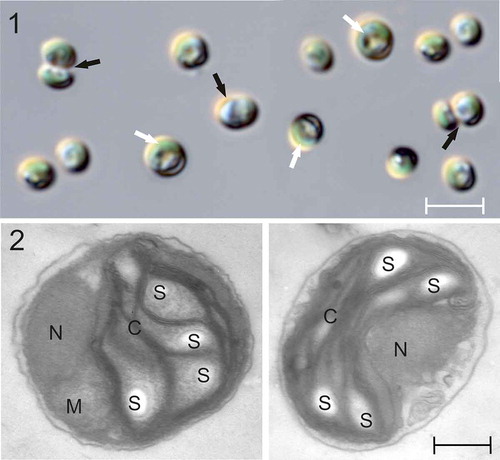 Figs 1–2. Light (LM) and transmission electron (TEM) micrographs of Picochlorum sp. PMFPPE4 strain. Fig. 1: LM micrographs of strain PMFPPE4. White arrows indicate U-shaped chloroplasts and black arrows indicate dividing autospores. Fig. 2: TEM micrographs of strain PMFPPE4. N: nucleus; M: mitochondrion; C: chloroplast; S: starch inclusions. Scale bars: Fig. 1, 5 µm; Fig. 2, 300 nm