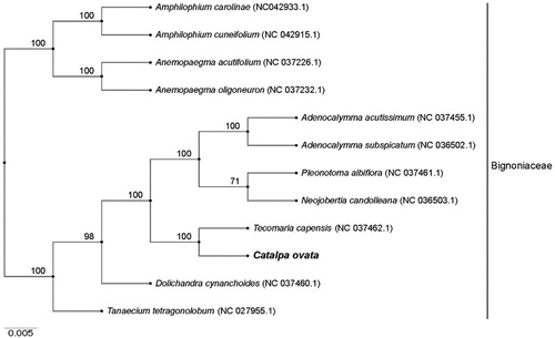 Figure 1. Phylogenetic tree inferred by the Neighbor-Joining (NJ) method from 12 complete chloroplast genomes. All the sequences were downloaded from NCBI GenBank.