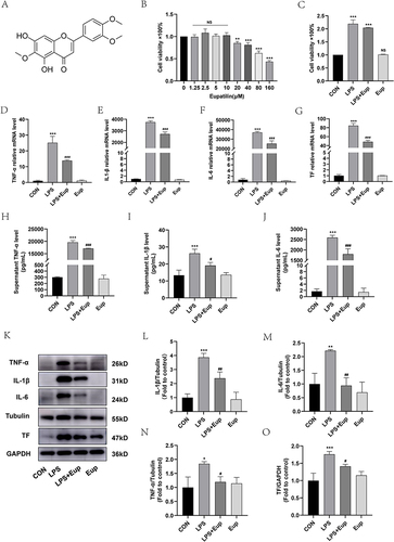Figure 1 Effects of Eupatilin (Eup) on inflammation indicators and TF expression in RAW264.7 cells. (A) The molecular formula of Eupatilin. (B) The cell viability after treatment with different concentrations (0,1.25,2.5,5,10,20,40,80,160μM) of Eupatilin for 24 hours. (C) The cell viability in different groups after stimulating for 24 hours. (D-G) The differences in TNF-α, IL-1β and IL-6, and TF mRNA expression were determined by RT-qPCR. (H-J) The concentrations of TNF-α, IL-1β and IL-6 in RAW264.7 cell supernatants were detected by ELISA. (K-O) The protein expression of TNF-α, IL-1β and IL-6, and TF were analyzed by Western blot. Eupatilin (10 μM) was applied to RAW264.7 cells for 2 hours, followed by a 6-hour stimulation with LPS (1 μg/mL). n≥3 per group, one-way ANOVA test. *p < 0.05, **p < 0.01, ***p < 0.001, versus control (CON) group; NS, not significant versus CON group; #p < 0.05, ##p < 0.01, ###p < 0.001, versus LPS group.