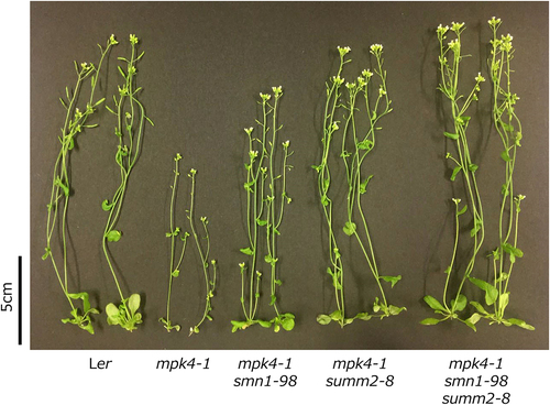 Figure 1. Shoot morphology of Ler, mpk4-1, mpk4-1smn1-98, mpk4-1summ2-8, and mpk4-1smn1-98summ2-8 mutants. Plants were germinated and grown on GM for 10 d, and then grown in soil at 24°C until 1 month of age. Bar = 5 cm. Data is representative of three biological replicates.