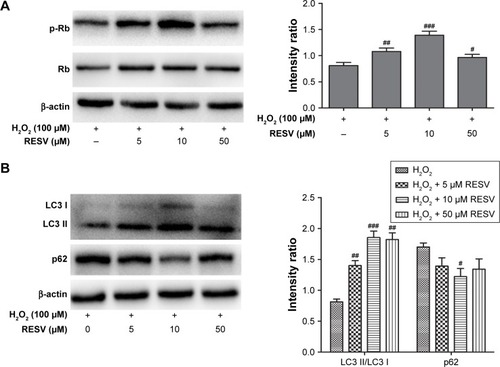 Figure 5 Anti-aging effect and autophagy-related markers of H2O2-induced HUVECs treated with different concentrations of RESV.