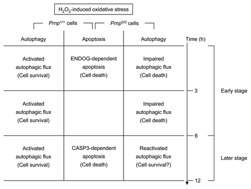 Figure 7. Schematic representation of time-dependent H2O2-induced cell death in Prnp+/+ and Prnp0/0 cells. In 2 types of cells, caspase-independent and caspase-dependent apoptosis were observed through ENDOG and cleaved CASP3, respectively. Activated autophagic flux protects against oxidative stress in Prnp+/+ cells, while impaired autophagic flux plays a role in neuronal cell death in Prnp0/0 cells. This impaired autophagic flux is rescued at a later time point (12 h), suggesting that the reactivated or restored autophagic flux may play an additional protective role.