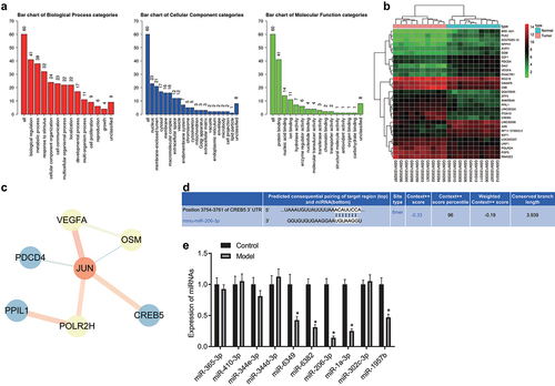 Figure 1. The miR-206/CREB5/PI3K/AKT axis might be involved in HCC growth and metastasis. A, GO analysis of DEGs in GSE49515 dataset. The three histograms in the figure indicate the enrichment of BP, CC, and MF in the GO analysis. The abscissa indicates the enrichment items, and the ordinate indicates the number of genes. B, Heatmaps of the top 30 DEGs in HCC of the GSE49515 dataset (n = 10 for normal control sample; n = 10 for HCC sample). C, Network diagram of the interaction of the top 30 DEGs. D, Prediction of the interaction between mmu-miR-206 and the CREB5 gene through TargetScan. E, The expression of 10 miRNAs regulating CREB5 in HCC was screened out by RT-qPCR, n = 10. * p < 0.05 vs. the control.