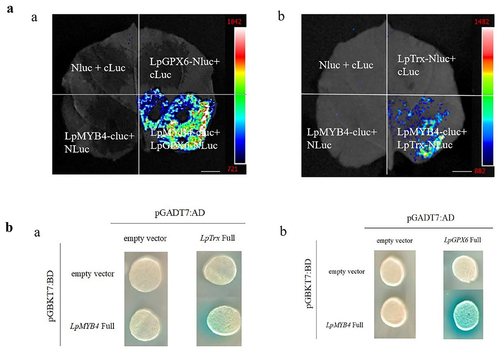 Figure 8. A: Complementary assay of LpMYB4 and LpGPX6 or LpMYB4 and LpTrx bimolecular luciferase. a: Complementary assay of LpMYB4 and LpGPX6 bimolecular luciferase. b: Complementary assay of LpMYB4 and LpTrx bimolecular luciferase. In the first quadrant: both NLuc and cLuc were unloaded, the second quadrant: cLuc was unloaded, the third quadrant: NLuc was unloaded and the fourth quadrant: LpMYB4-CLuc andLpgpx6-NLuc. Scale bar = 1 cm. b: The yeast two-hybrid results are shown in Figure. a: pGBKT7-LpMYB4 and pGADT7-LpTrx co-conversion validation. On SD-Trp-Leu-His plus X-gal media, the strains cotransformed with pGBKT7-LpMYB4 and pGADT7-LpTrx were able to establish blue colonies, whereas the control group was unable to do that. b: pGBKT7-LpMYB4 and pGADT7-LpGPX6 co-conversion validation. On SD-Trp-Leu-His plus X-gal media, the strains cotransformed with pGBKT7-LpMYB4 and pGADT7-LpGPX6 were able to establish blue colonies, whereas the control group was unable to do that.