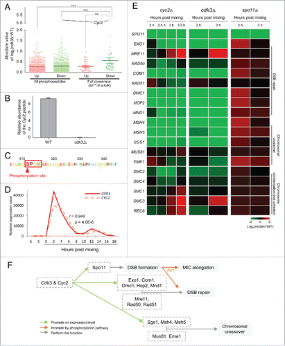 Figure 4. Cdk3 may initiate meiosis together with Cyc2. (A) Distribution of abundances changes of phosphorylated peptides between cdk3Δ and WT cells (log2[Lcdk3Δ/LWT], details see Fig. S2). (B) Relative abundance (log2[LSample/HWT], details see Fig. S2) of phosphorylated Cyc2 in WT and cdk3Δ cells. (C) The phosphorylation site in Cyc2. (D) CDK3 and CYC2 are co-expressed in WT cells. (E) Expression profiles of core meiotic genes in cdk3Δ, cyc2Δ and spo11Δ cells. Values for cyc2Δ expression were retrieved from NCBI (GSE79286) and those for spo11Δ expression from TetraFGD. (F) Relationship among Cdk3, Cyc2, and proteins that function in early meiosis. Green arrow, promote genes function at their expression level; orange arrow, promote an event by a phosphorylation pathway; gray arrow, perform the function in the meiosis events.