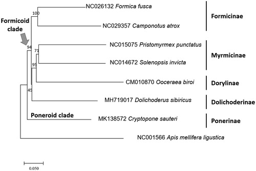 Figure 1. Phylogenetic tree of Cryptopone sauteri (This study; MK138572), as well as representative species of all available ant subfamilies: Ooceraea biori (CM010870), Dolichoderus sibiricus (MH719017), Camponotus atrox (NC_029357), Formica fusca (NC_026132), Solenopsis Invicta (NC_014672), Pristomyrmex punctatus (NC_015075), and a honey bee, Apis mellifera ligustica (NC_001566) as an outgroup. The numbers above branches indicate bootstrap support values.