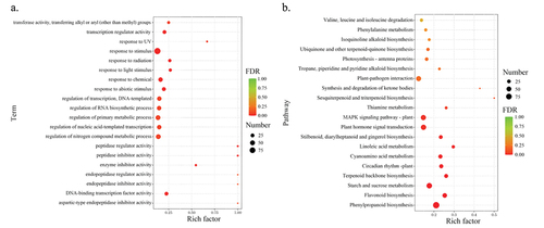 Figure 2. GO (a) and KEGG (b) differential gene enrichment analysis of pteris vittata L. in mining and non-mining areas. (a) The smallest FDR value, i.e. The top 20 most significantly enriched GO term entries; (b) the smallest FDR value, i.e. The top 20 most significantly enriched KEGG pathways. where term denotes the name of each channel, FDR denotes the enrichment probability, number denotes the number of deg contained in each channel, and rich denotes the degree of enrichment.