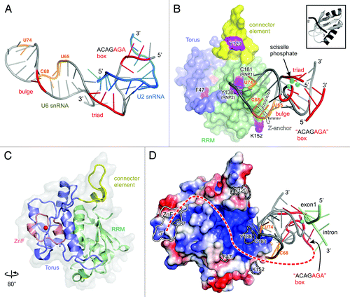 Figure 3. Structural analysis of the spliceosomal catalytic center. (A) Solution structure of the yeast U6/U2 snRNAs complex (pdb 2LKR).Citation37 Bases crosslinked to Cwc2 in intact spliceosomes are shown in orange. Catalytically important regions are shown in red and labeled accordingly. (B) Hypothetical model of the complex between yeast Cwc2 and U6 snRNA in the catalytically competent conformation. The position of the catalytic metal ions (cyan) and scissile phosphate and the conformation of U6 snRNA are assumed to be identical to those of their respective equivalents from the crystal structure of group IIC intron (pdb 3IGI), except for the U6 snRNA pentaloop, which was modeled on the basis of the Domain V tetraloop. The Z-anchor—specific to the group II introns—is depicted by a dotted outline. The Cwc2 structure is colored according to its domains and labeled accordingly. Residues crosslinked to the U6 snRNA in binary complexes are colored purple and labeled. A typical RRM domain in complex with RNA is showed in the upper right corner (pdb 1FHT).Citation43 The distance between Cwc2 and the bulge, triad and ACAGAGA box is of about 18, 19 and 27 Å, respectively (C) Ribbon plot of the crystal structure of yeast Cwc2 functional core rotated about the y axis as indicated (pdb 3TP2).Citation18 (D) The proposed model is oriented as in Figure 3C, where the electrostatic potential is mapped on the surface of Cwc2. A putative interacting tract of the protected U6 snRNA region, located upstream of the ACAGAGA box, is depicted as a red dashed line. All labels are as in Figure 3D. The position of the exon 1-intron junction is depicted in the same way as the one from group II introns in the pre-catalytic conformation (pdb 4DS6).Citation29