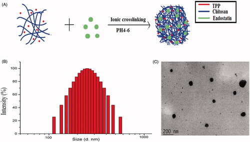 Figure 1. Characteristics of ES-loaded NPs. (A) The fabrication process of ES-NPs. ES-loaded chitosan nanoparticles were prepared using ionic cross-linking method with dropwise addition of TPP to a chitosan solution. (B) Size distribution of the ES-NPs. The results showed that the particles were 223.45 ± 5.1 nm in diameter. (C) TEM images of ES-NPs.