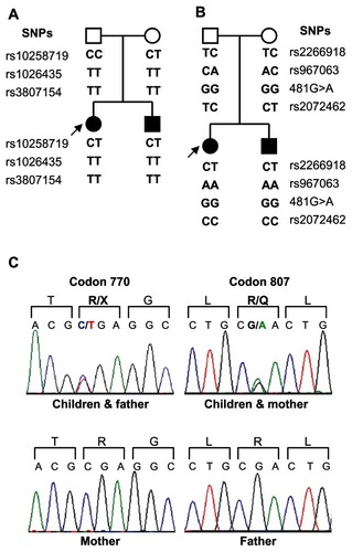 Figure 2 Genotyping of kindred. Single nucleotide polymorphisms in A) ATP6V0A4 and in B) ATP6V1B1 were subject to polymerase chain reaction amplification followed by specific restriction digestion, and this was used to assess linkage to both genes. Details of these single nucleotide polymorphisms are shown in Table 1. Filled symbols are affected individuals whereas unfilled symbols are unaffected individuals. Arrow denotes index case. C) Mutations in ATP6V0A4 were identified by DNA sequencing. Upper traces are representative of the heterozygous alterations in codon 770 and 807 in both children and one affected parent. Lower traces show wild-type sequences from the unaffected parent. Translation products of the sense strand are shown, with altered products in color. In codon 770, the C > T transition introduces a premature stop codon. In codon 807, the G > A transition results in the substitution of glutamine for arginine.